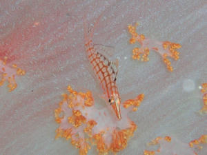 111027-kudagon.jpg