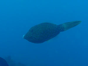 111027-sousihagi.jpg