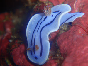111107-mizore.jpg