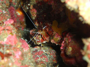 111128-akasima.jpg