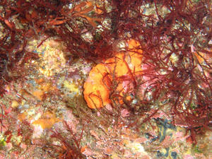 111128-irokaeru.jpg