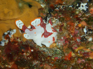111128-kumadori.jpg