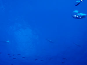 111226-maguro.jpg