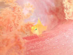 111229-okigonbe.jpg
