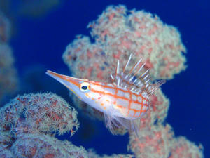 111229-kudagon.jpg
