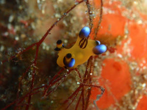 111229-pika.jpg