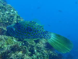 120105-sousihagi.jpg