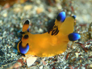 120105-pika.jpg