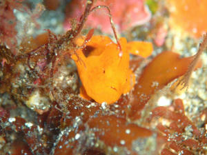 120105-iro.jpg