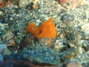 120104-iro.jpg