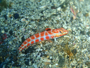 120104-hawaitoragisu.jpg