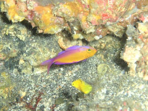 120104-futairo.jpg