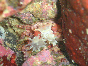 120104-kinchaku.jpg