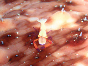 120102-umiusikakure.jpg