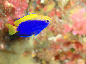 120102-senaki.jpg