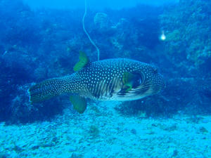 120102-sazanami.jpg