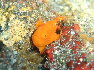 120101-iro.jpg