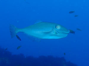 120111-usubahagi.jpg