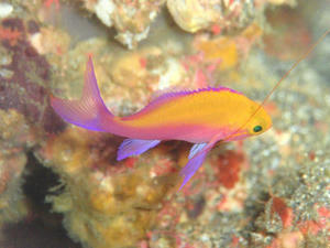 120111-futairo.jpg