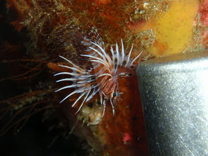 120123-nettaimino.jpg