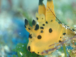 120127-kanna.jpg