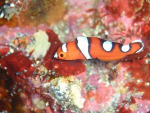120127-tuyubera.jpg