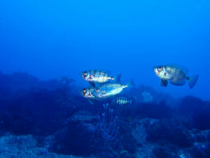 120128-housekikintoki.jpg