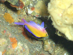 120131-futairo.jpg