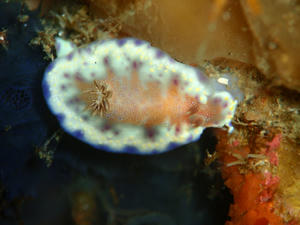 120203-akanekomon.jpg