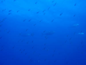 120204-maguro.jpg