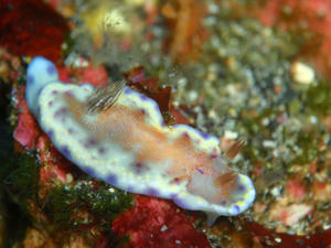 120205-akanekomon.jpg