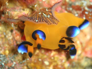 120205-pika.jpg