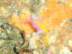 120212-futairo.jpg