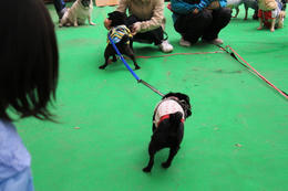 IMG_2413-1.JPG