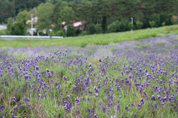IMG_2793-1.JPG