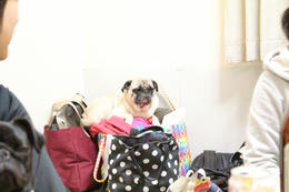 IMG_3384-1.JPG
