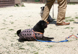 IMG_4232-1.JPG
