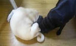 img425.jpg