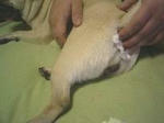 img160.jpg