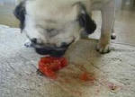 img241.jpg