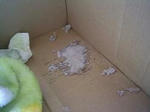 img137.jpg