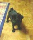 img309.jpg