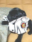 img371.jpg