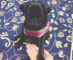 img377.jpg
