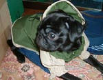 img369.jpg