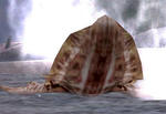 ika.JPG