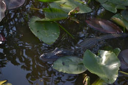 DSC_0829.jpg