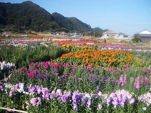 千倉　花畑