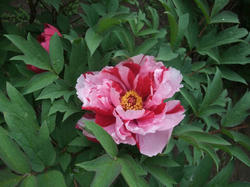 DSCF0728.jpg