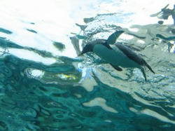 sIMG_0109.jpg
